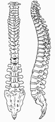 The spine: massaging the back is very useful to restore its functionality.