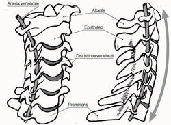 L'anatomia del collo: è importante conoscerla per evitare danni durante il massaggio cervicale. Nel videocorso viene mostrato come effettuare manovre corrette.